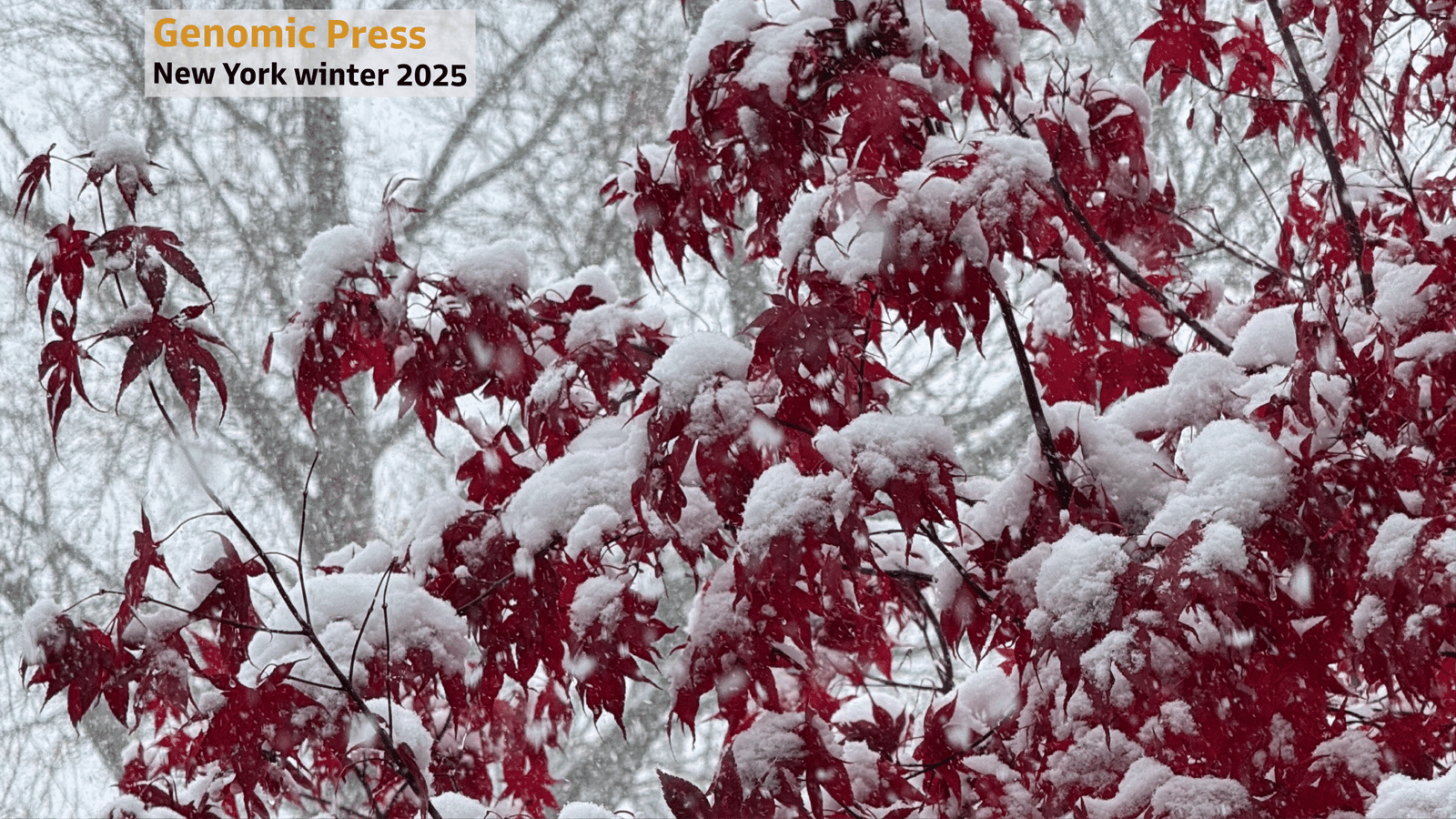 Genomic Press NY Winter 2025b raw